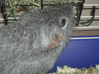 Guinea pig eating hay