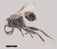 Brachygaster minutus