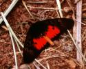 Acraea sp., Tanzania