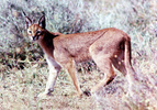 Caracal