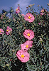 Rock rose, Cistus