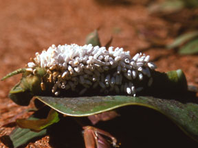 Cotesia cocoons on host sphingid caterpillar