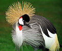 Crowned crane (Balearica pavonia), Kenya