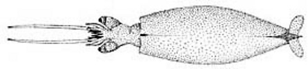 Dorsal view of paralarva