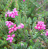 Bell heather, Erica cinera