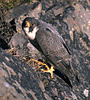 Arctic Peregrine Falcon