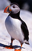 Atlantic Puffin