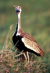 Hartlaub's Bustard (Eupodotis hartlaubii ) calling, Ngorongoro