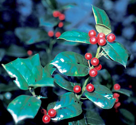 Holly, Ilex aquifolium