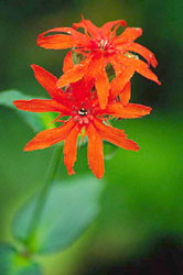 Brilliant campion, Lychnis fulgens