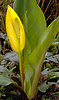 Lysichiton americanus