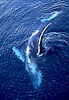 Humpback whale