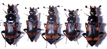 Nicrophorus przewalskii