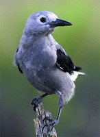 Clark's nutcracker