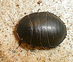 Polyphaga aegyptiaca