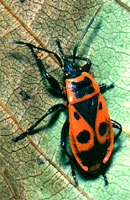 Pyrrhocoris apterus