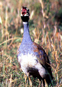 White-bellied bustard (Eupodotis senegalensis), Serengeti