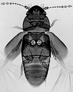 Acrotrichinae habitus