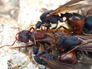 Mating Acromyrmex versicolor queen and males