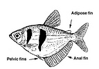 Gymnocorymbus ternetzi, the black tetra