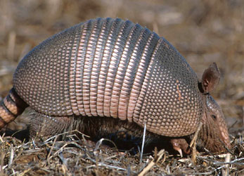 Armadillo