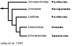 Lafay et al's 1995 hypothesis of Asteroidea relationships