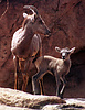 Desert bighorn sheep (Ovis canadensis) and young, Arizona