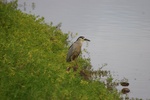 black crowned night heron