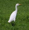 cattle egret