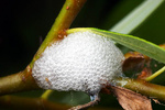 Cercopidae sp. (spittlebug) nymph