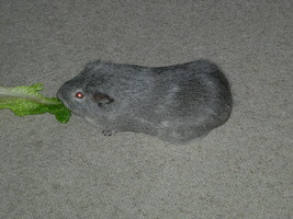 Guinea pig eating lettuce