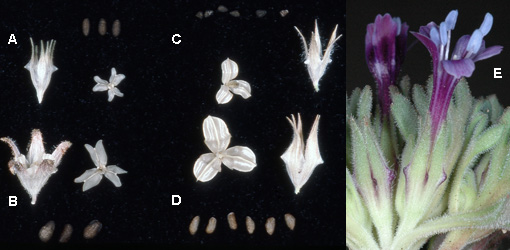 collomia calyx and fruit