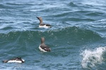 common murres