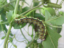 Last instar of larva of Dione moneta