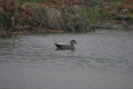 gadwall duck