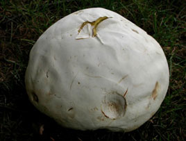 Calvatia