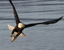 bald eagle fishing