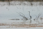 white morph adult heron