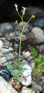 Gilia stellata