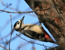 Great Spotted Woodpecker