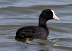 hawaiian coot