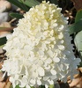 Tree Hydrangea Flower (Hydrangea paniculata 'Limelight')