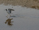 greater yellowlegs