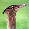 Kori bustard (Ardeotis kori), Ngorongoro, Tanzania