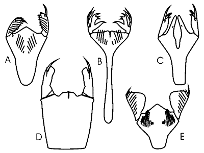 odonate labiums