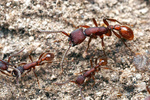 Neivamyrmex nigrescens workers