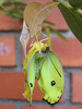 Cloudless Sulphur female