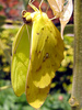 Cloudless Sulphur male 