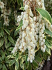 Japanese Pieris Flower (Pieris japonica 'Variegata')