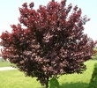 Purple Leaf Plum (Prunus cerasifera)